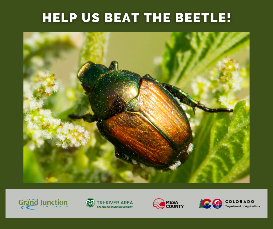 A Japanese beetle on a leaf, and logos of  GJ City, CSU Extension, Mesa County, and CO Dept. Agri.