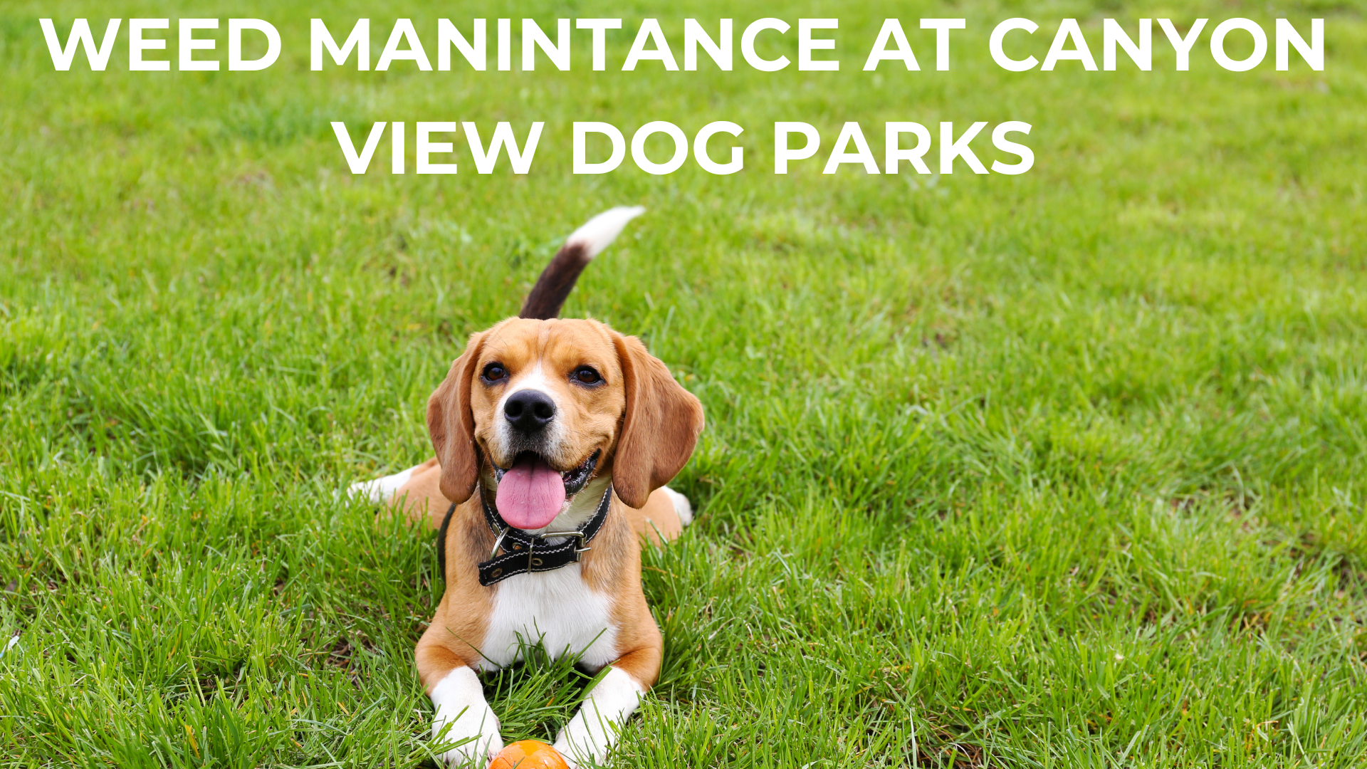 WEED MANINTANCE AT CANYON VIEW DOG PARKS