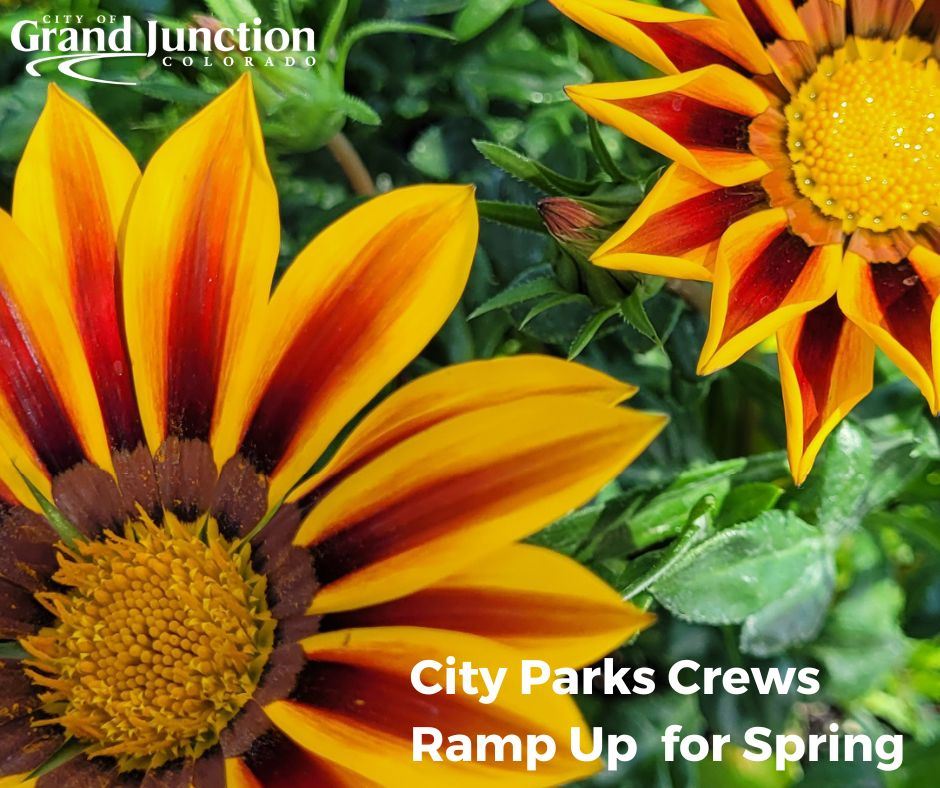Sunflowers with a note about City Crews Beginning Spring Maintenance
