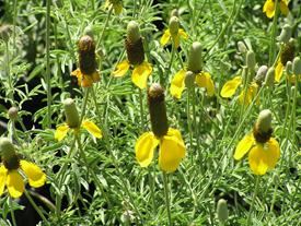 Yellow Ratibida Columnifera