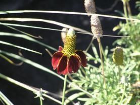 Red Ratibida Columnifera