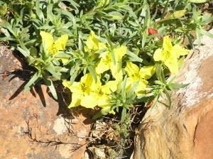 Calylophus Hartwegii Fendleri