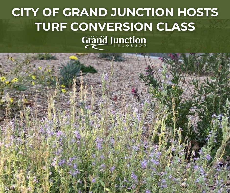 Multiple plants in a rock bed. Text on graphic