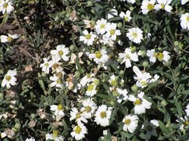 Melampodium Leucanthum 2