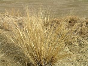 Oryzopsis Hymenoides