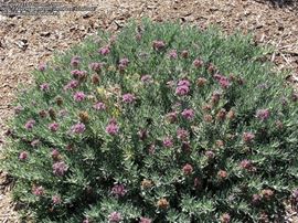 Teucrium Cossonii 2