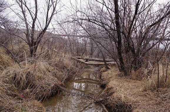 Matchett Park Before Clearing