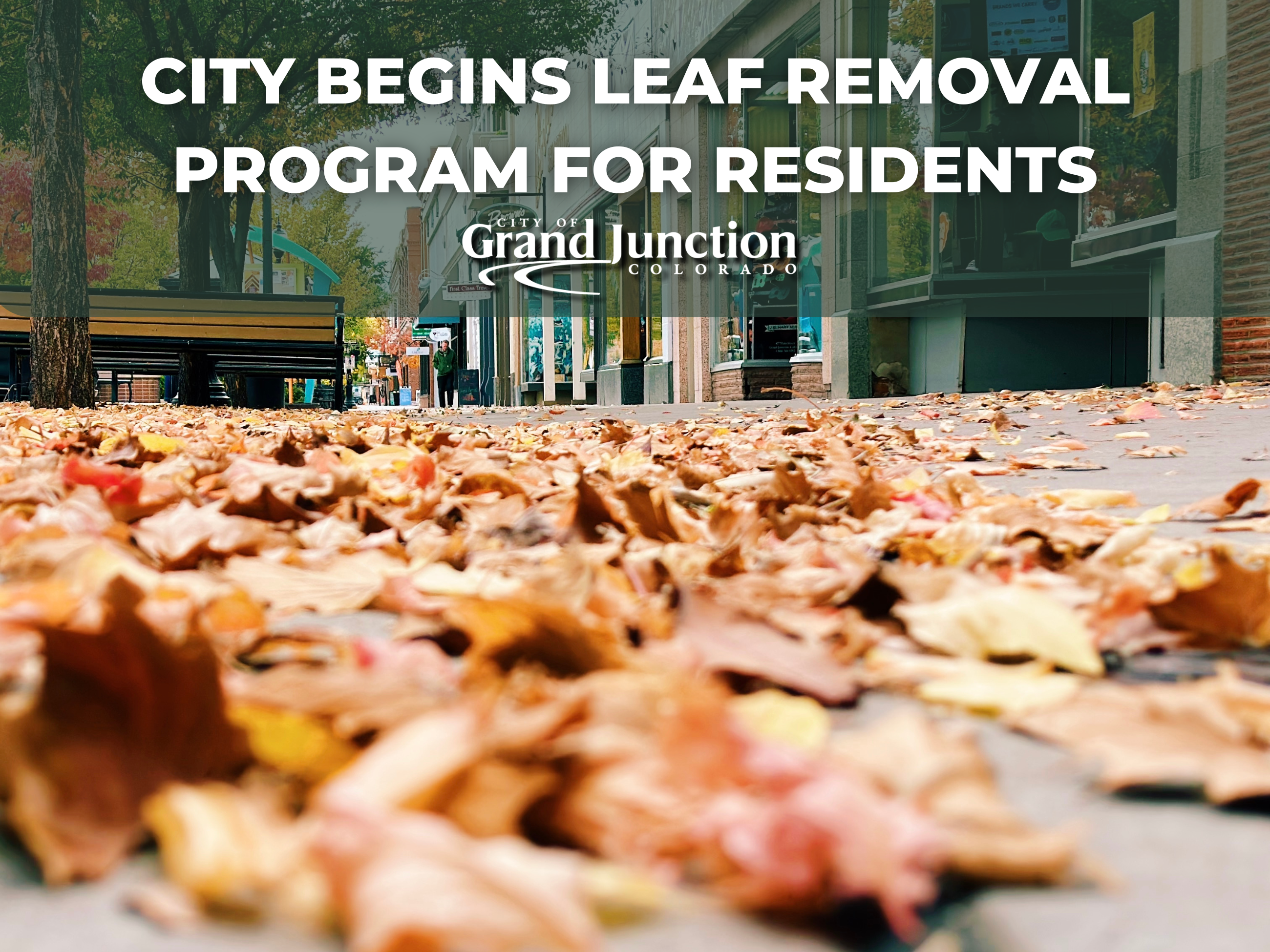 Leaves on a sidewalk with buildings in the background. Text on graphic.