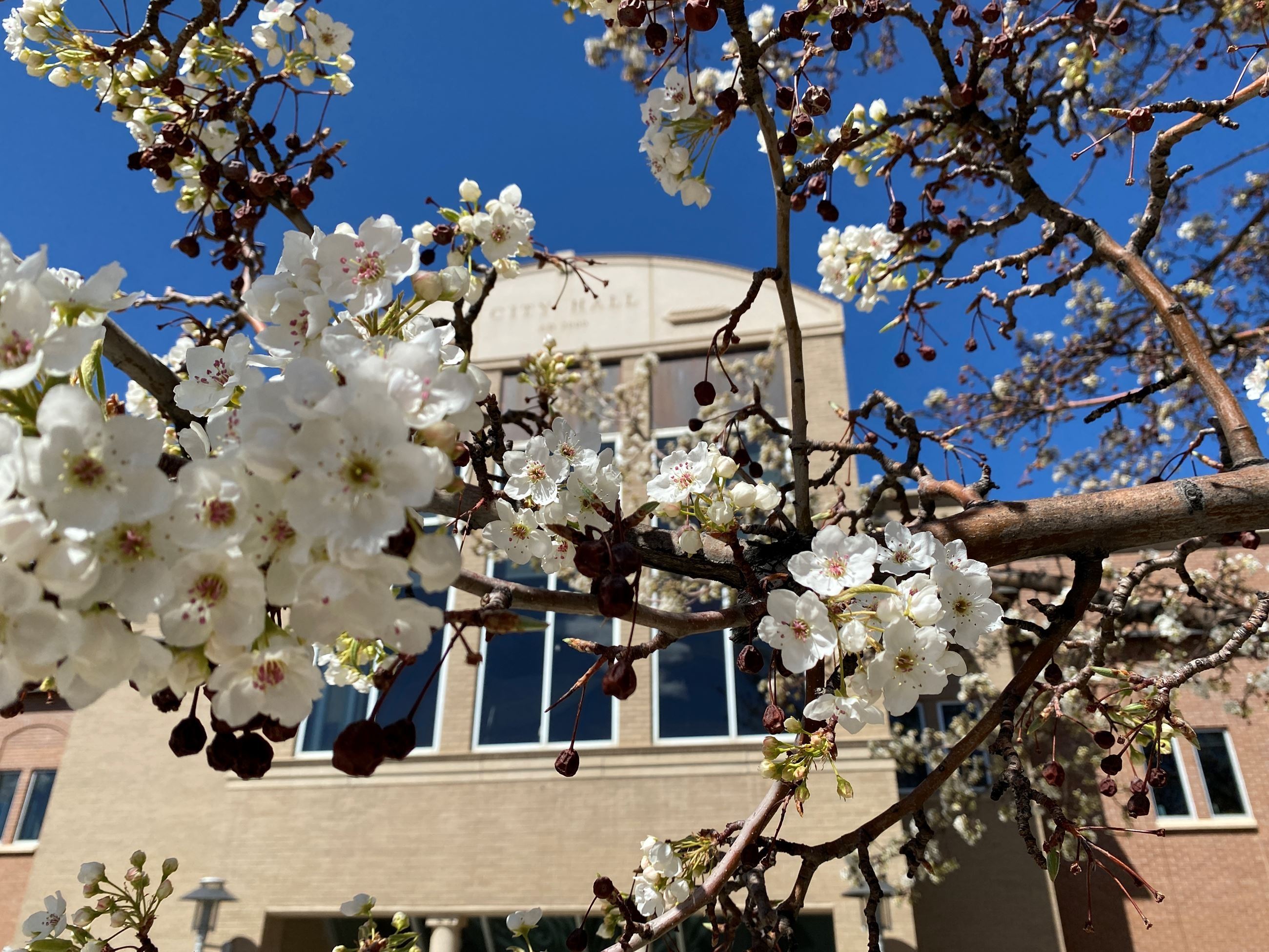 City Hall exterior with flowers