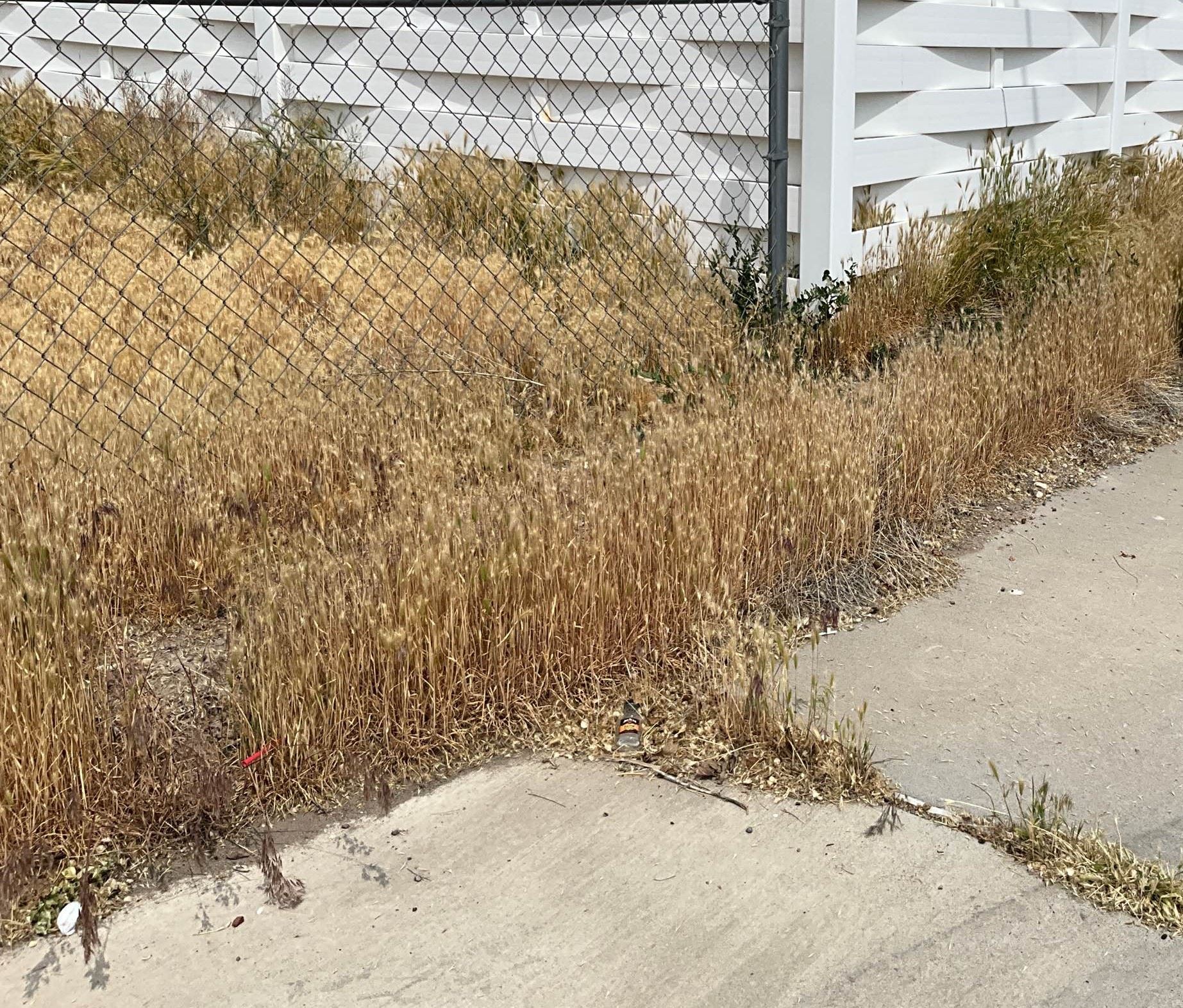weeds next to fence 