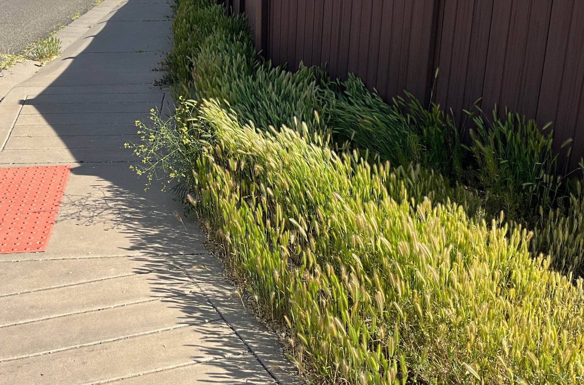 weeds next to fence